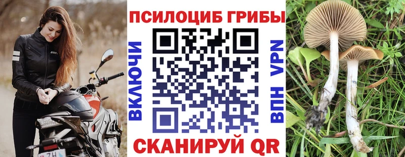 Псилоцибиновые грибы Psilocybe  Купить где  Белокуриха 